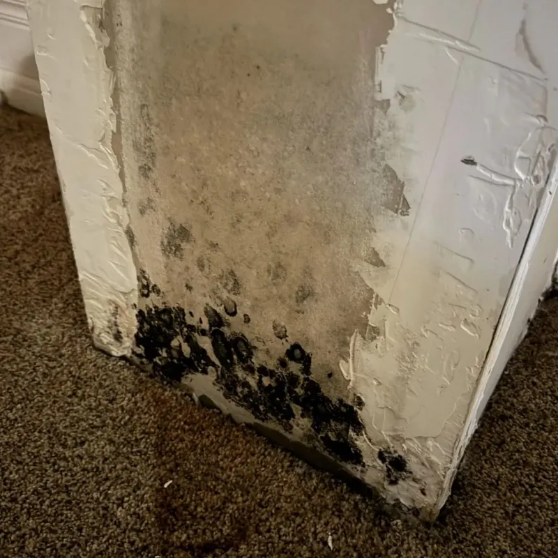 Professional Mold Removal in Heber City, UT
